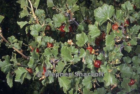 ribes cereum var. cereum 2 graphic